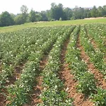 Azienda Agrituristica La Canestra Cesariano