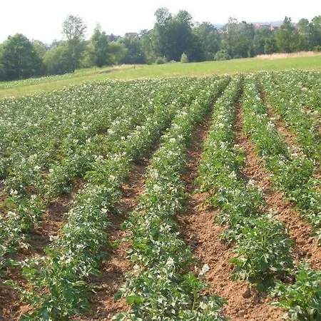 Azienda Agrituristica La Canestra Cesariano